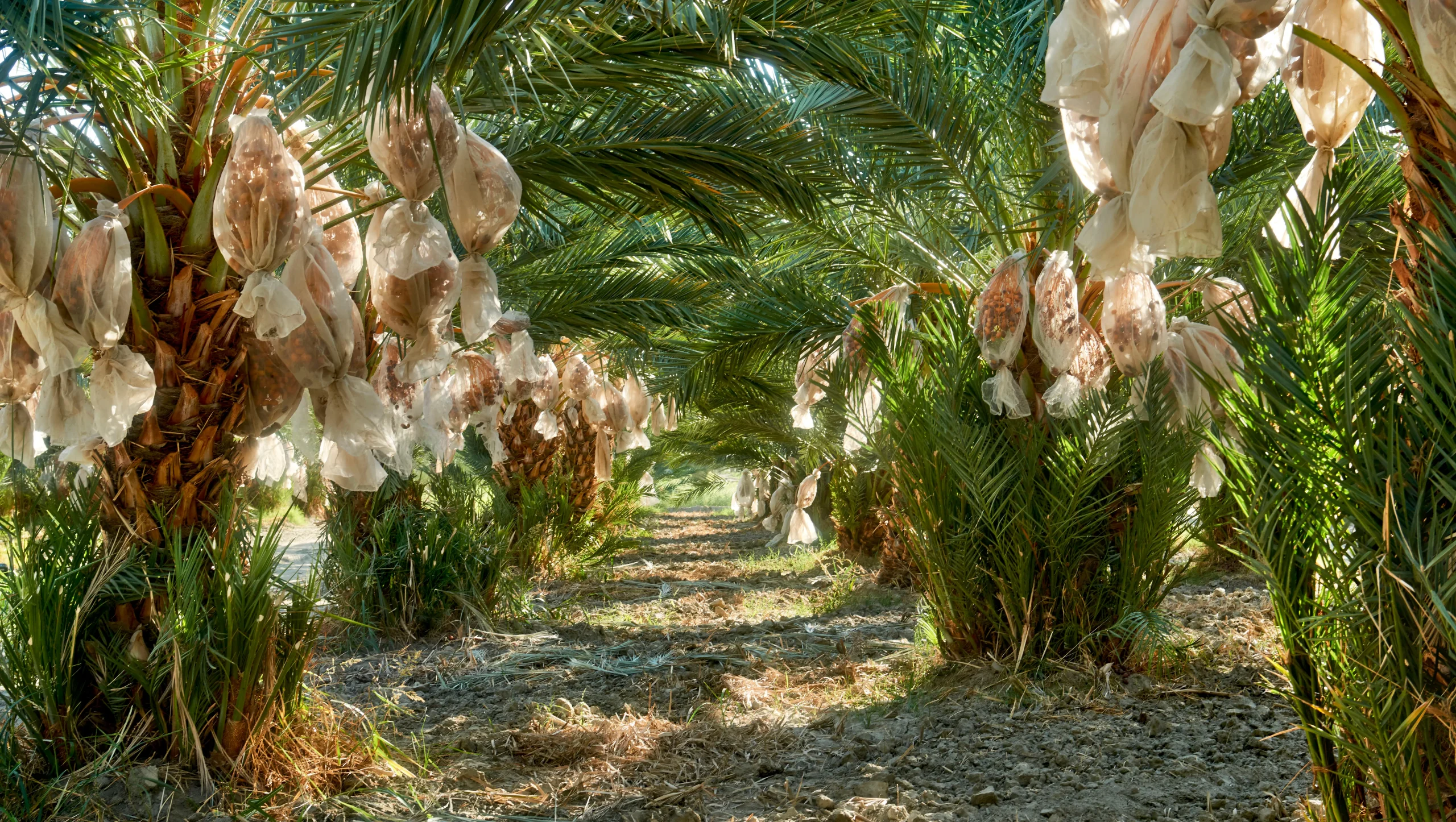 Rows of date palms in a Coachella Valley organic date orchard