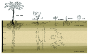 The root of the DATE tree