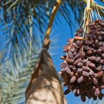 Ripe dates on California date palm
