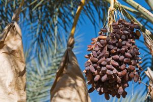 How Dates Are Pollinated by Hand (On Our Farm, Every Spring)