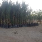 Early date farm Coachella Valley