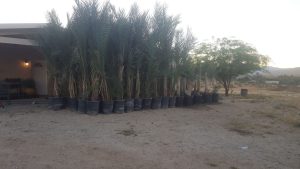 How Dates Came to California: From Mission Gardens to the 1927 Medjool Rescue