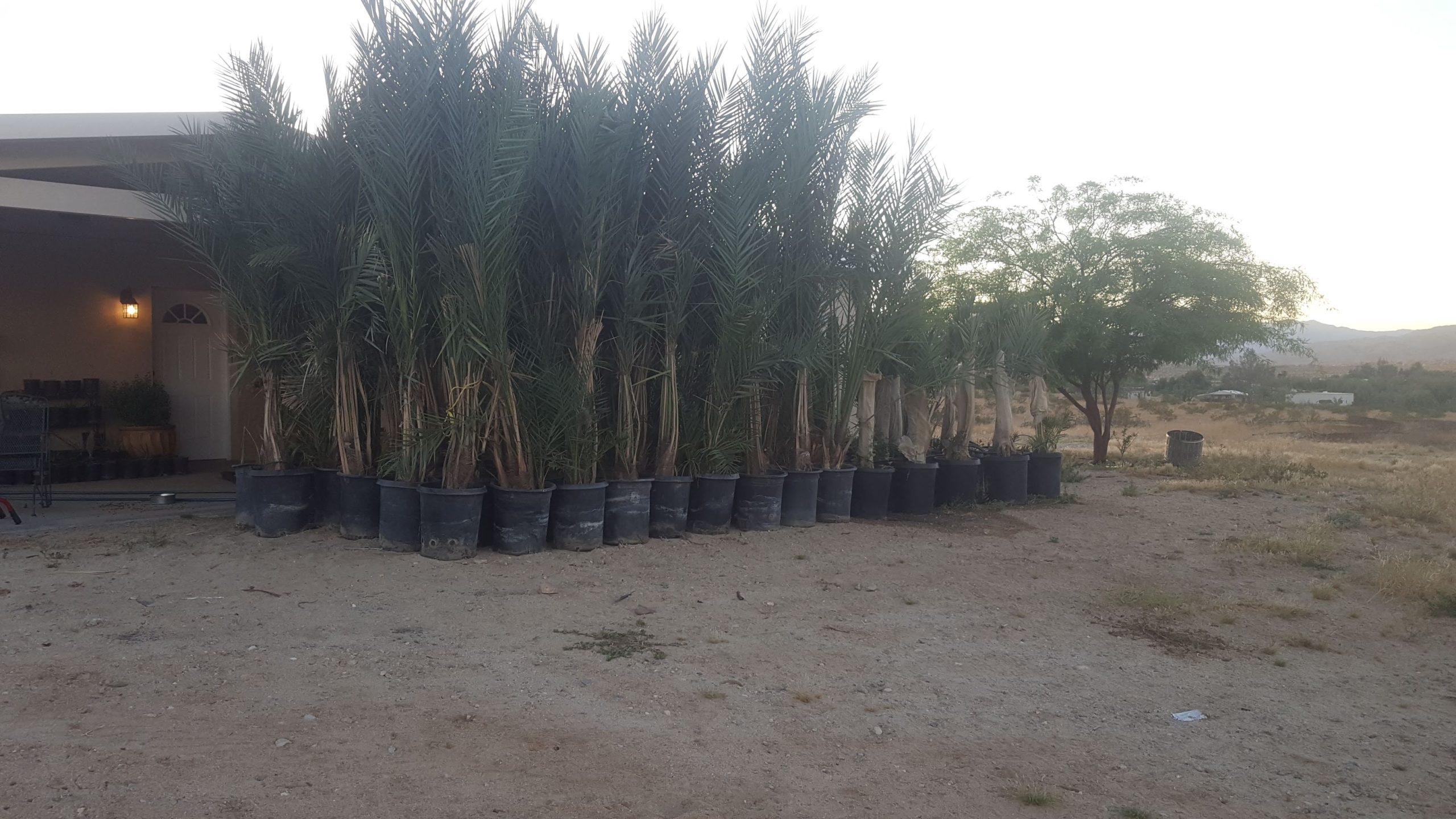 Desert Sun Dates farm early California