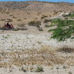 Date palm care Sky Valley farm