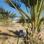 Date palms Coachella Valley farm