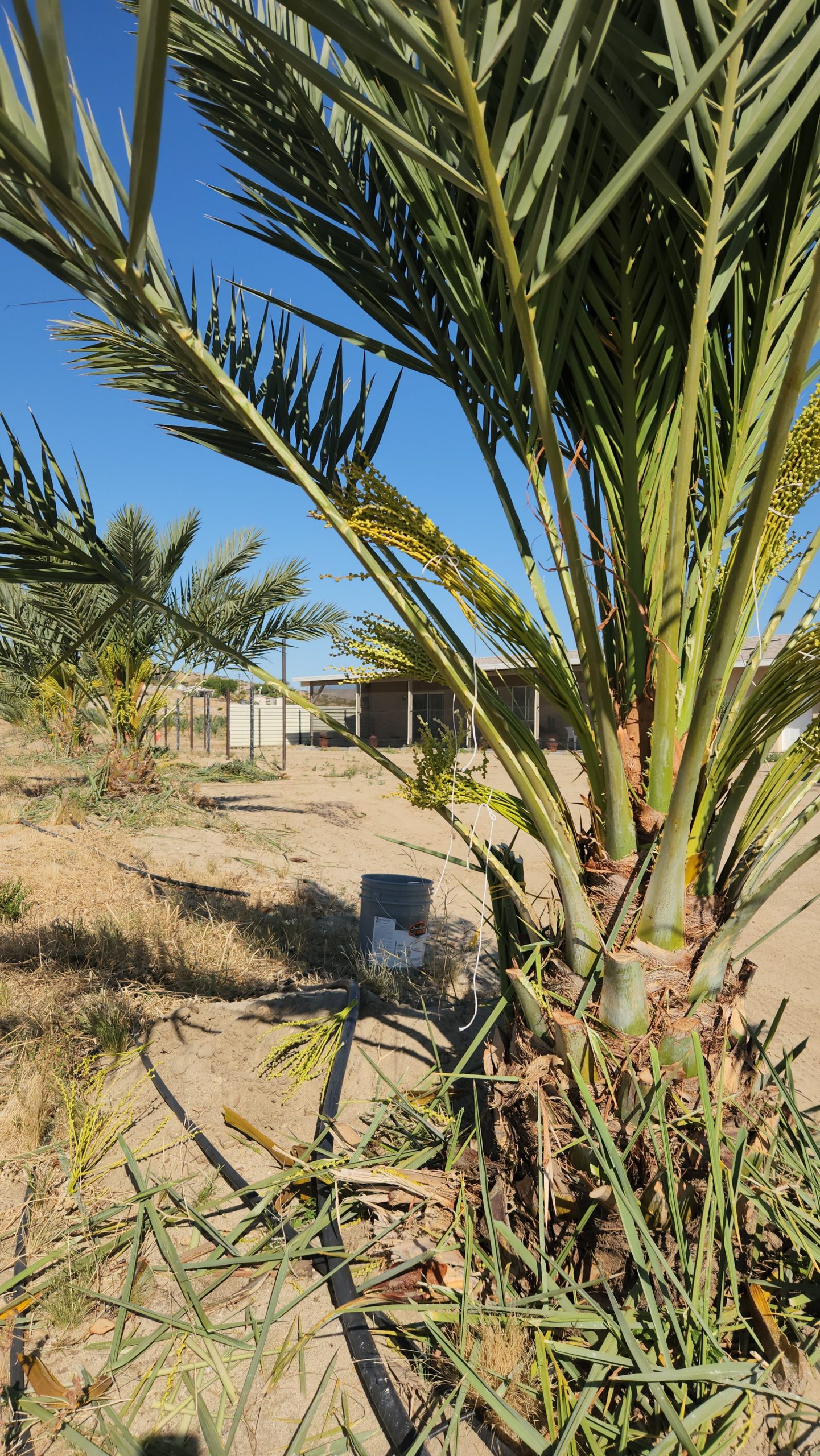 Date palms Coachella Valley farm