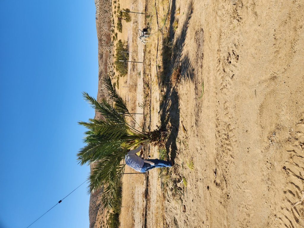Coachella Valley date palm orchard Desert Sun Dates — shipped to Bellevue