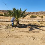 Date palm trees Sky Valley California