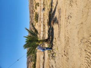 Medjool Dates Shipped to Omaha, NE | Desert Sun Dates