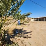 Date palm orchard row California