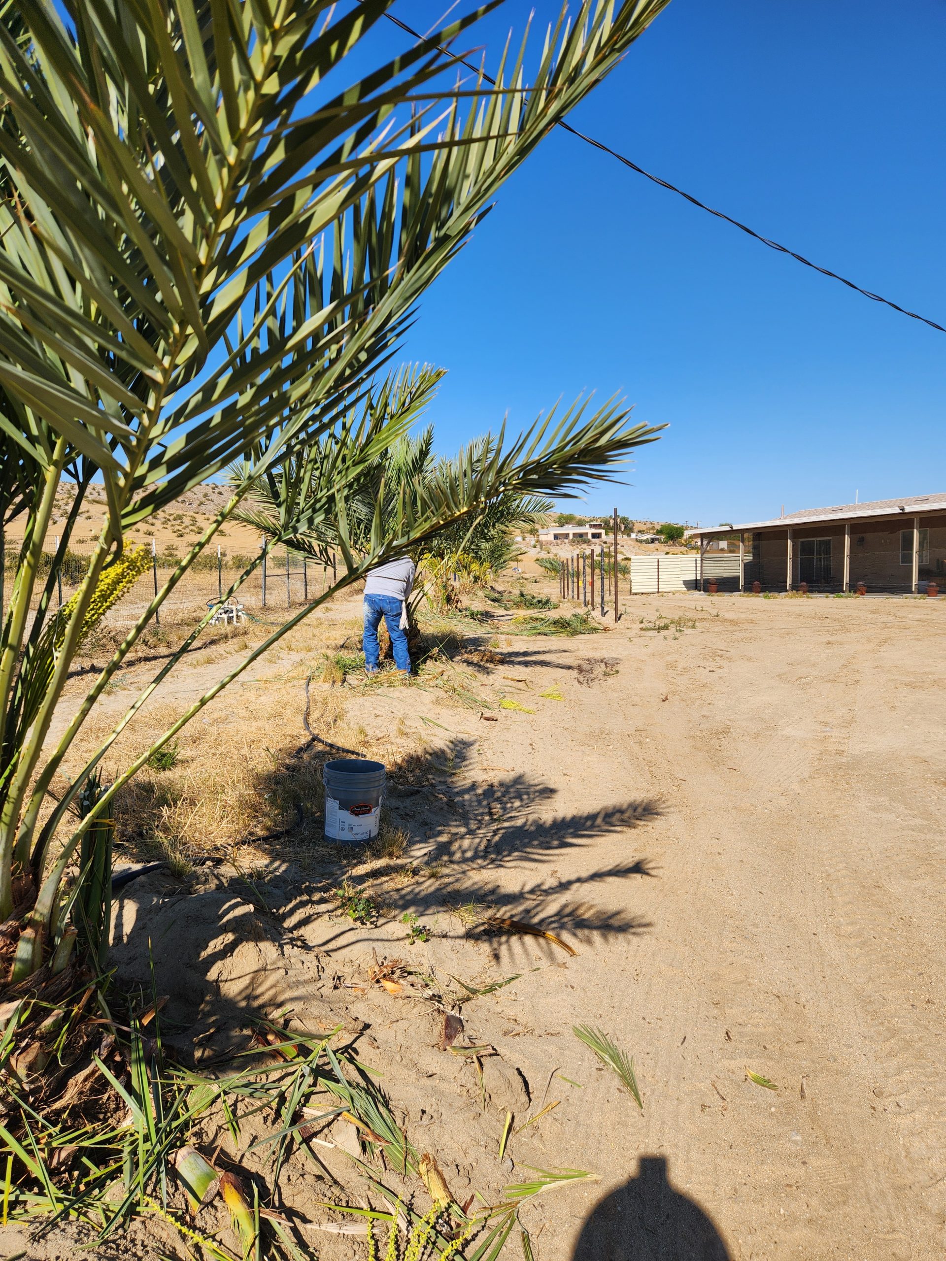 Date palm orchard row California