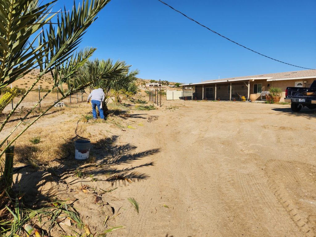 Date palm trees Sky Valley California farm — shipped to Vancouver