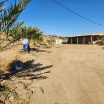 Coachella Valley date palm farm