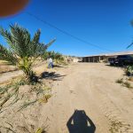 Date palms Sky Valley farm