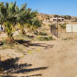 Date palm orchard California