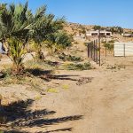 Date palm orchard California