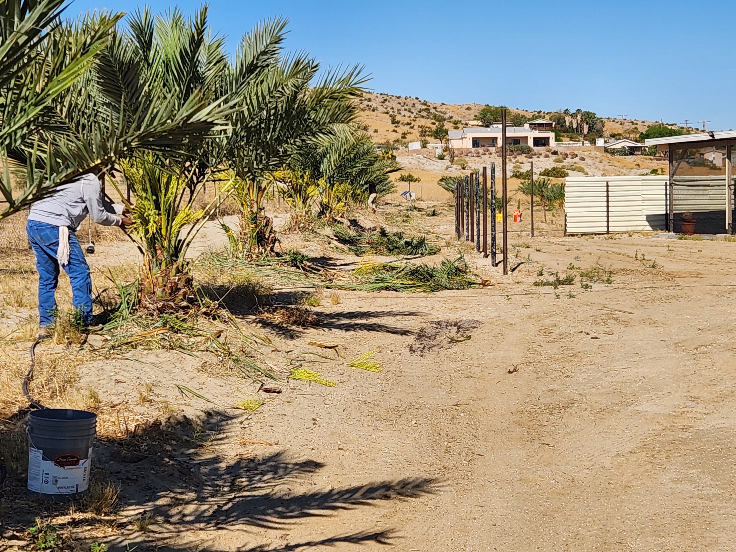 Date palm orchard California