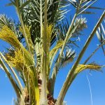 Date palm harvest preparation California