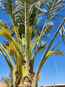 Medjool Dates Shipped to Denver, CO | Desert Sun Dates
