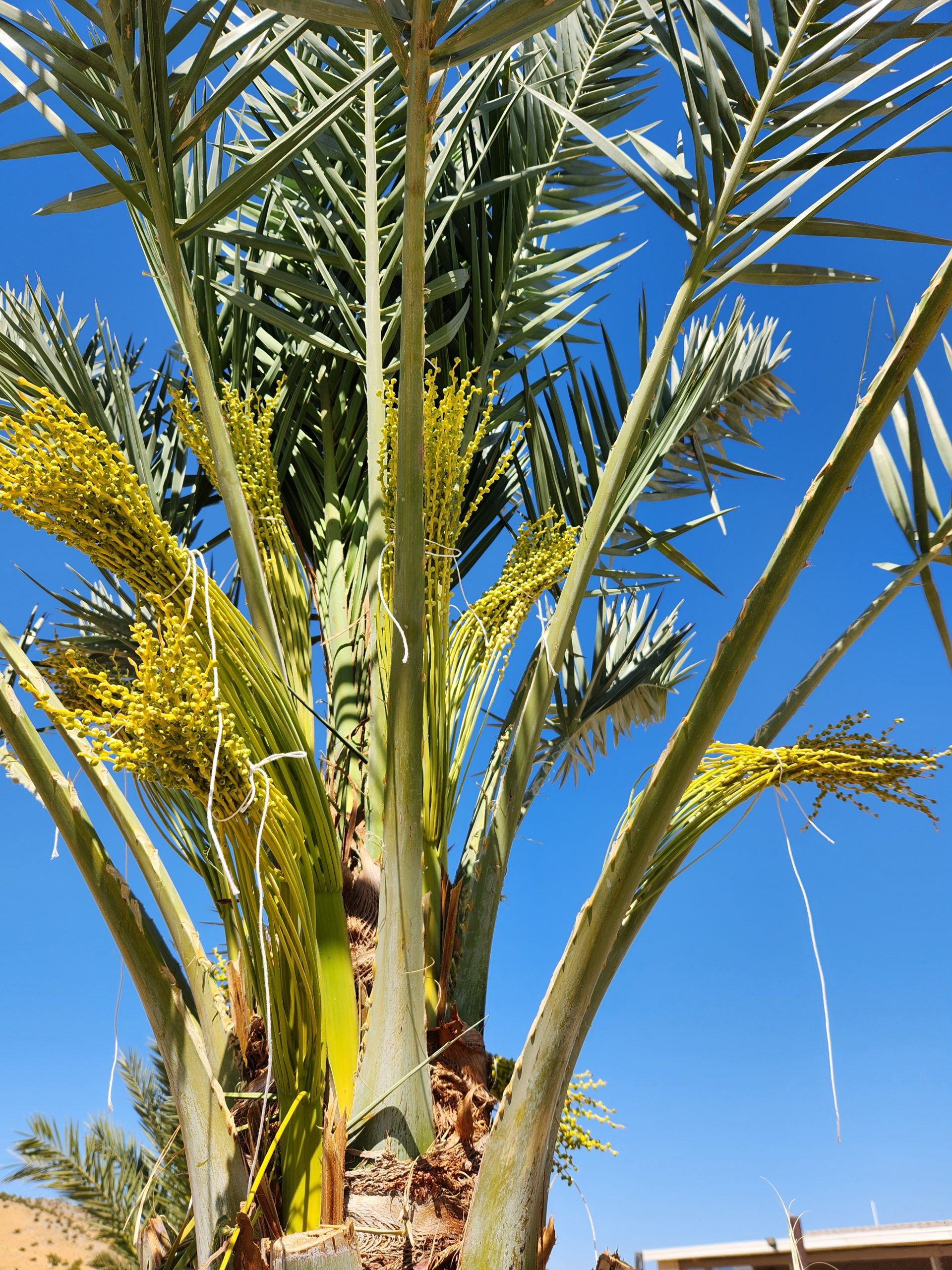 Date palm harvest preparation California