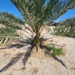 Date palm orchard Sky Valley California