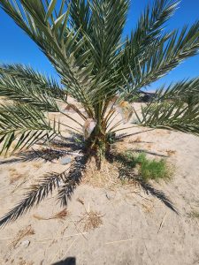 Medjool Dates Shipped to Yuma, AZ | Desert Sun Dates