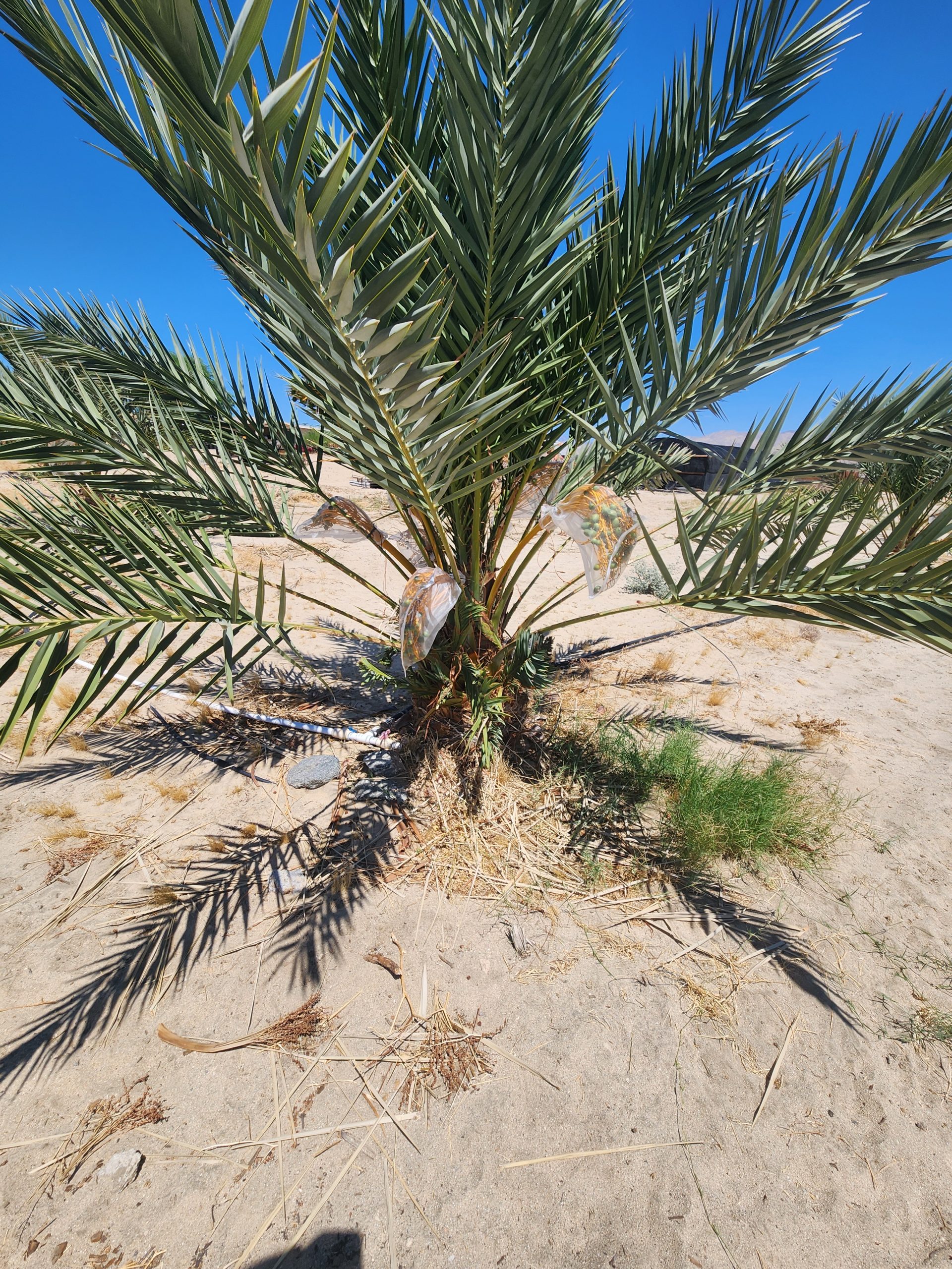 Date palm orchard Sky Valley California