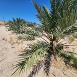 Coachella Valley date palm farm