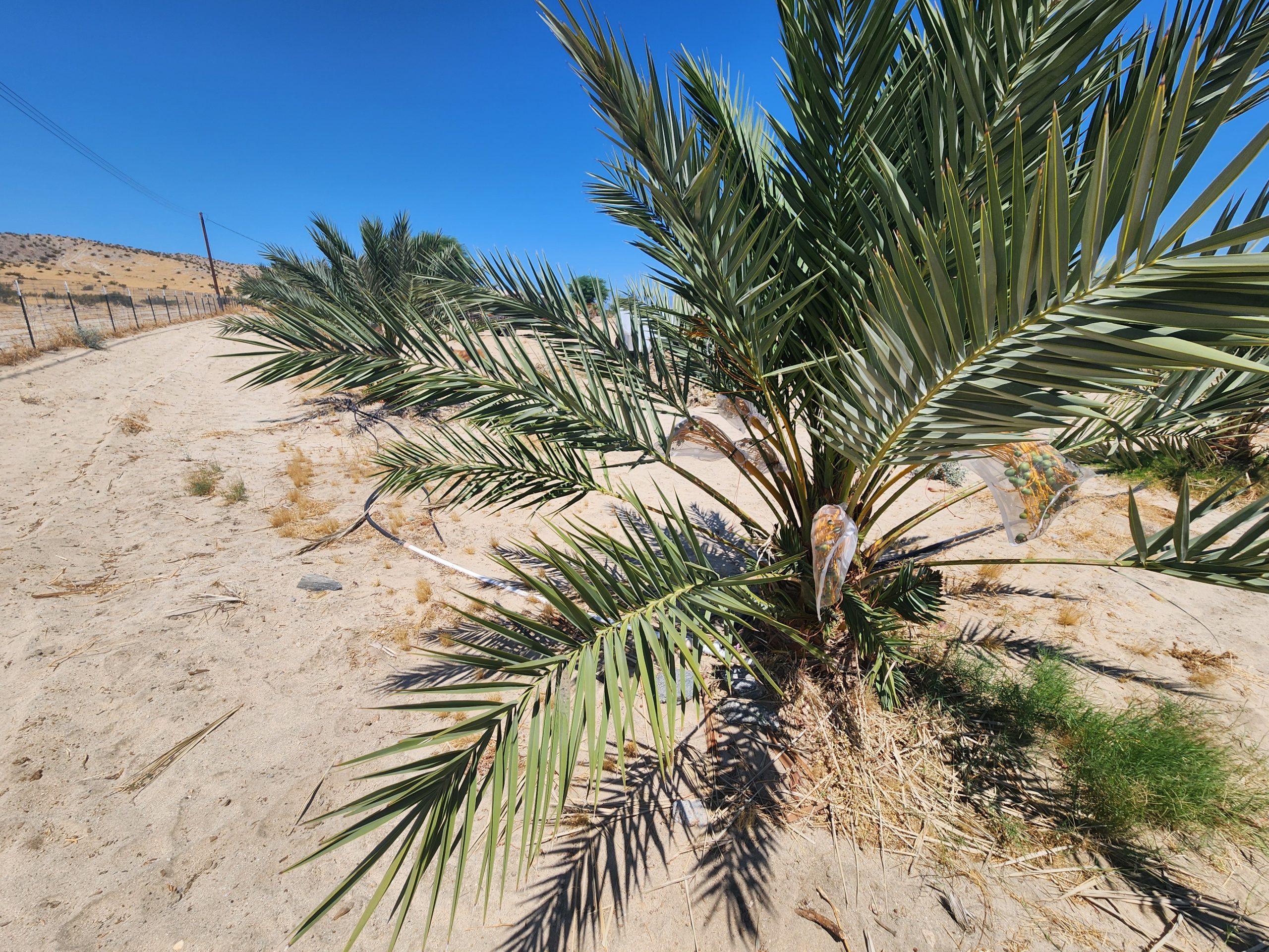Coachella Valley date palm farm