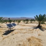 California date palm trees