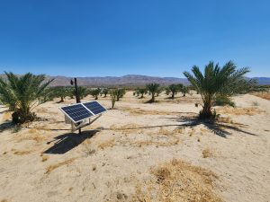 Medjool Dates Shipped to Atlanta, GA | Desert Sun Dates