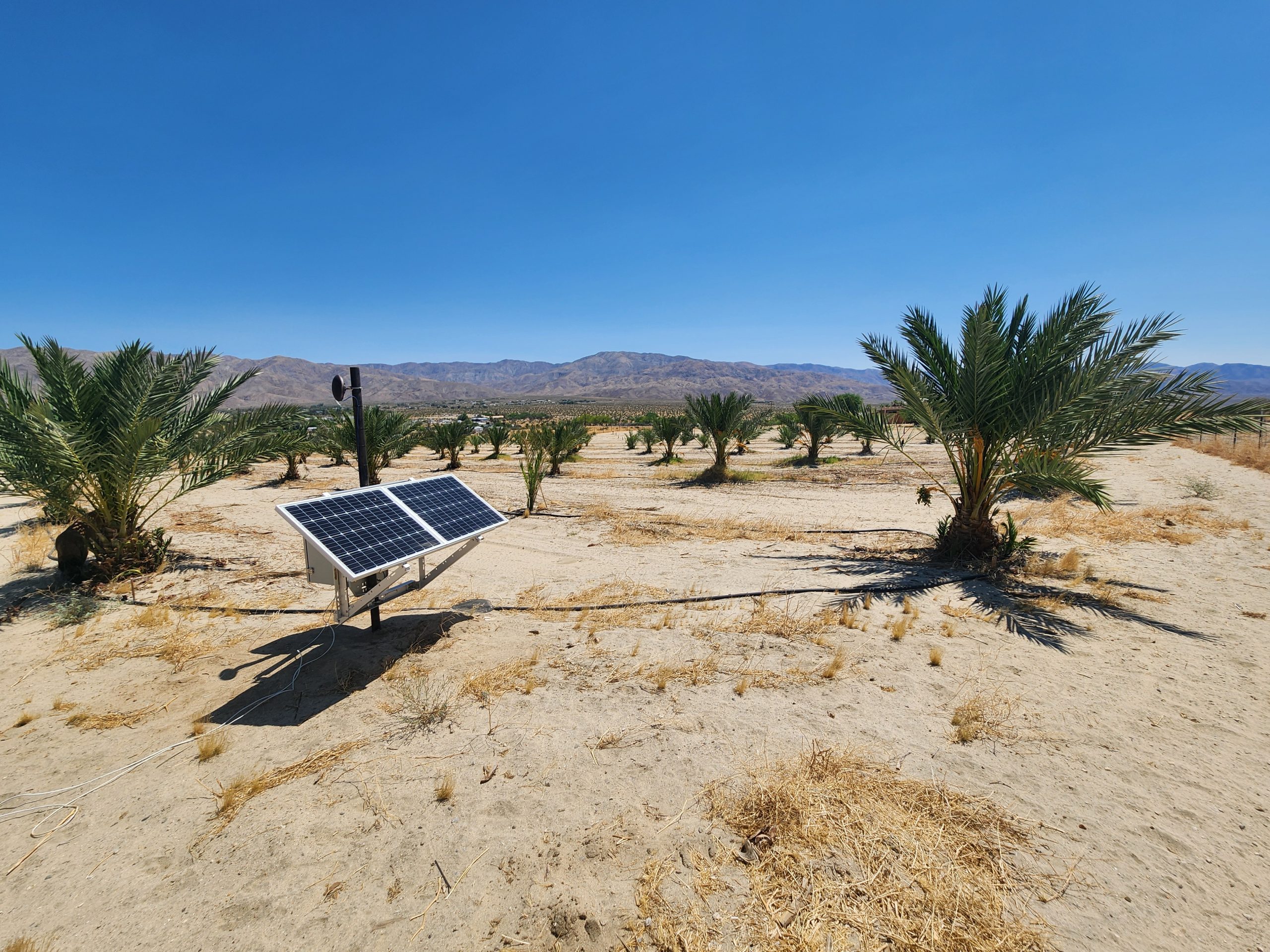 California date palm trees