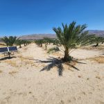 Date palm trees Sky Valley California