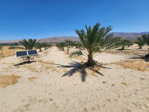 How To Grow Dates