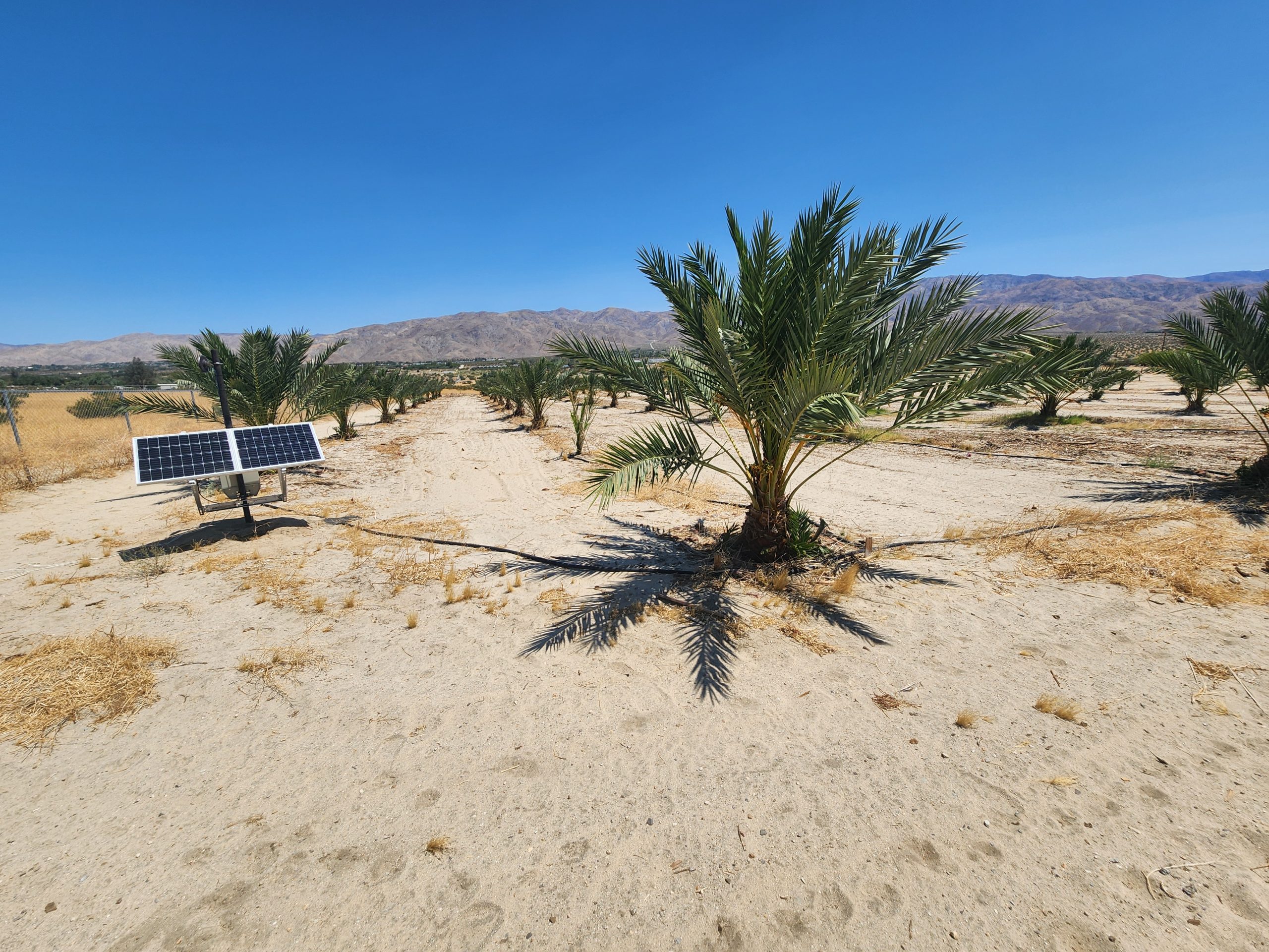 Date palms Sky Valley California