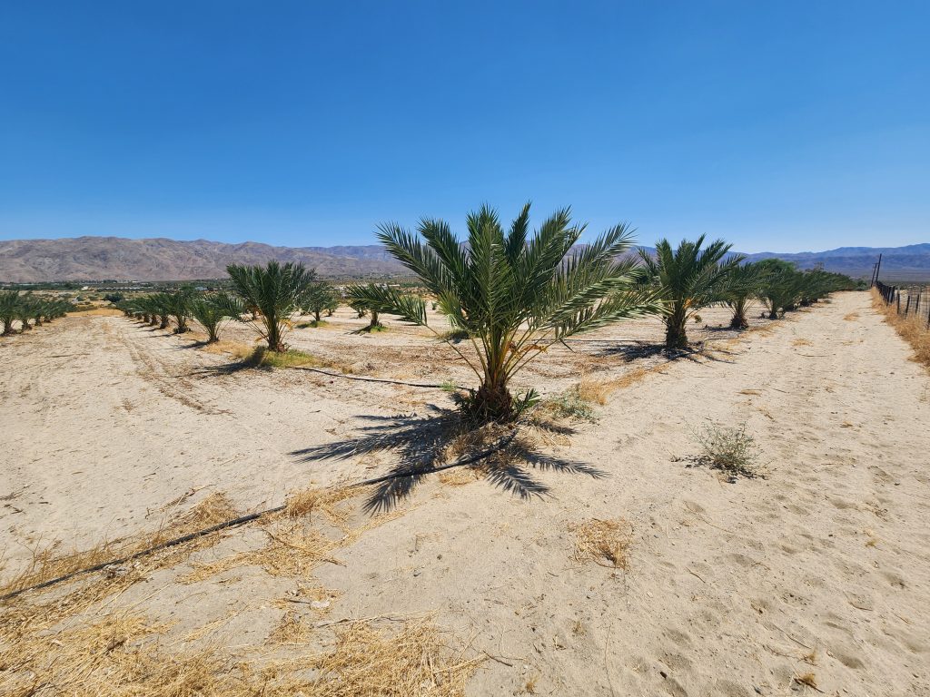 Bunches of ripening Medjool dates hanging on the palm at Desert Sun Dates in Sky Valley, California