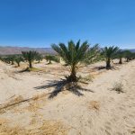 Date palm orchard rows California