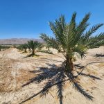 Fresh dates on palm California