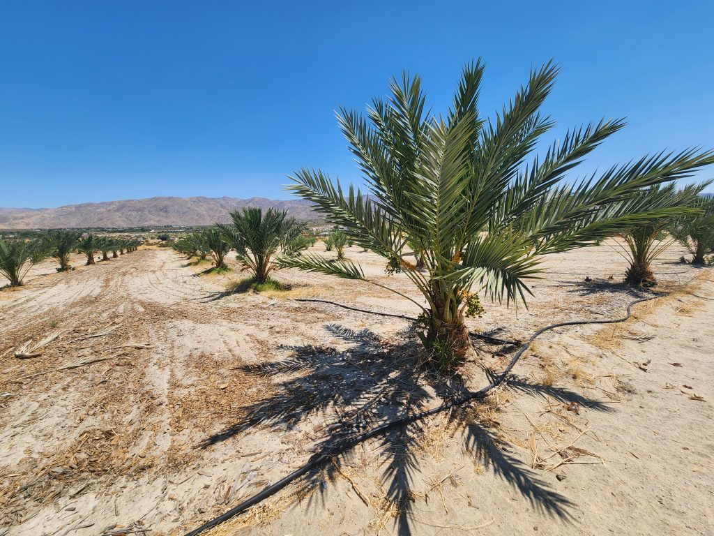 Fresh dates ripening on a date palm during harvest season in the Coachella Valley