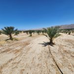 Date farm orchard Sky Valley California
