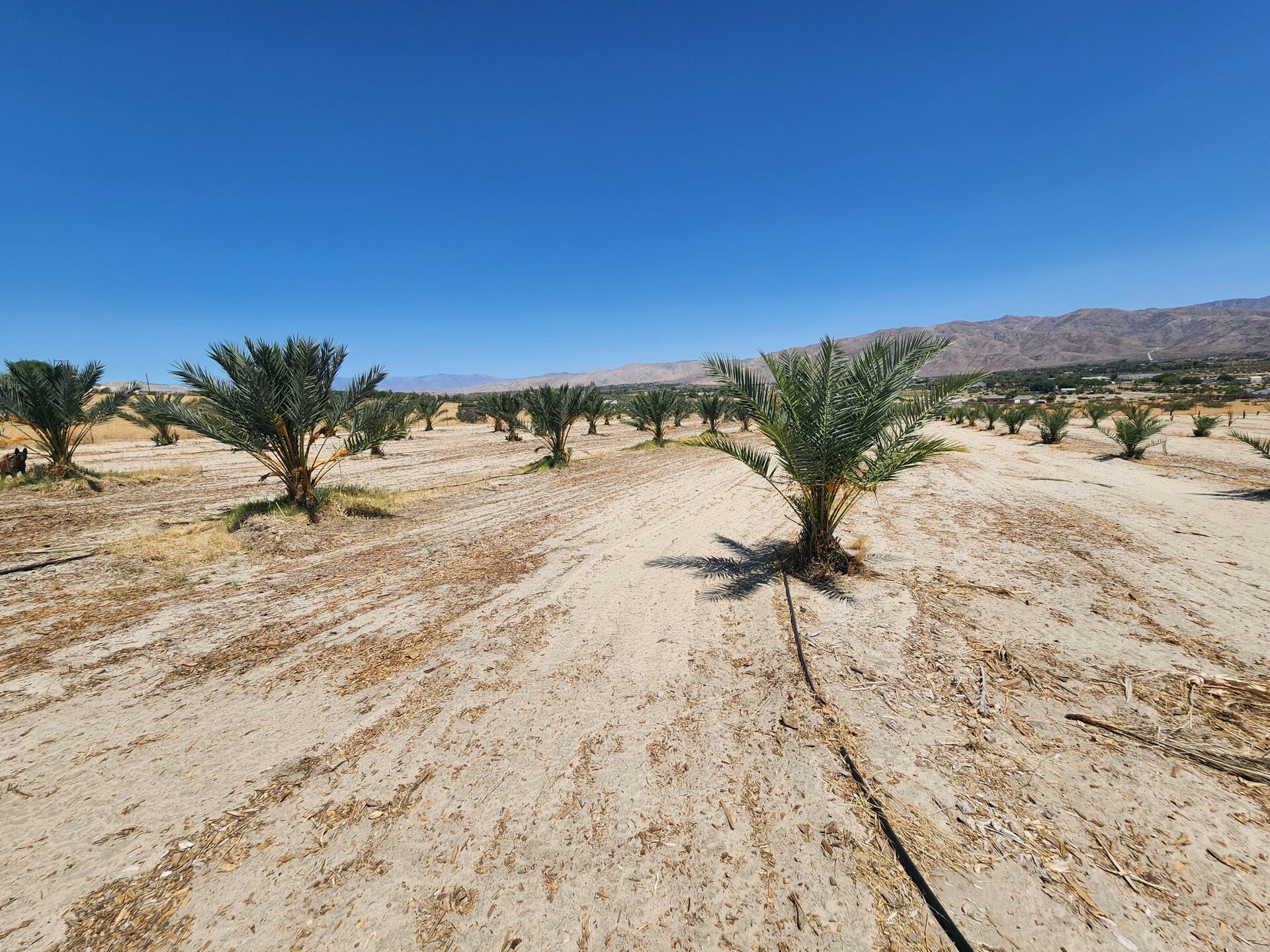 Date harvest at Desert Sun Dates farm in the Coachella Valley
