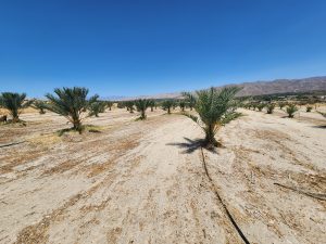 Medjool Dates Shipped to Long Beach, CA | Desert Sun Dates