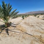 California date palm trees farm