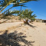 Date palm close-up California farm