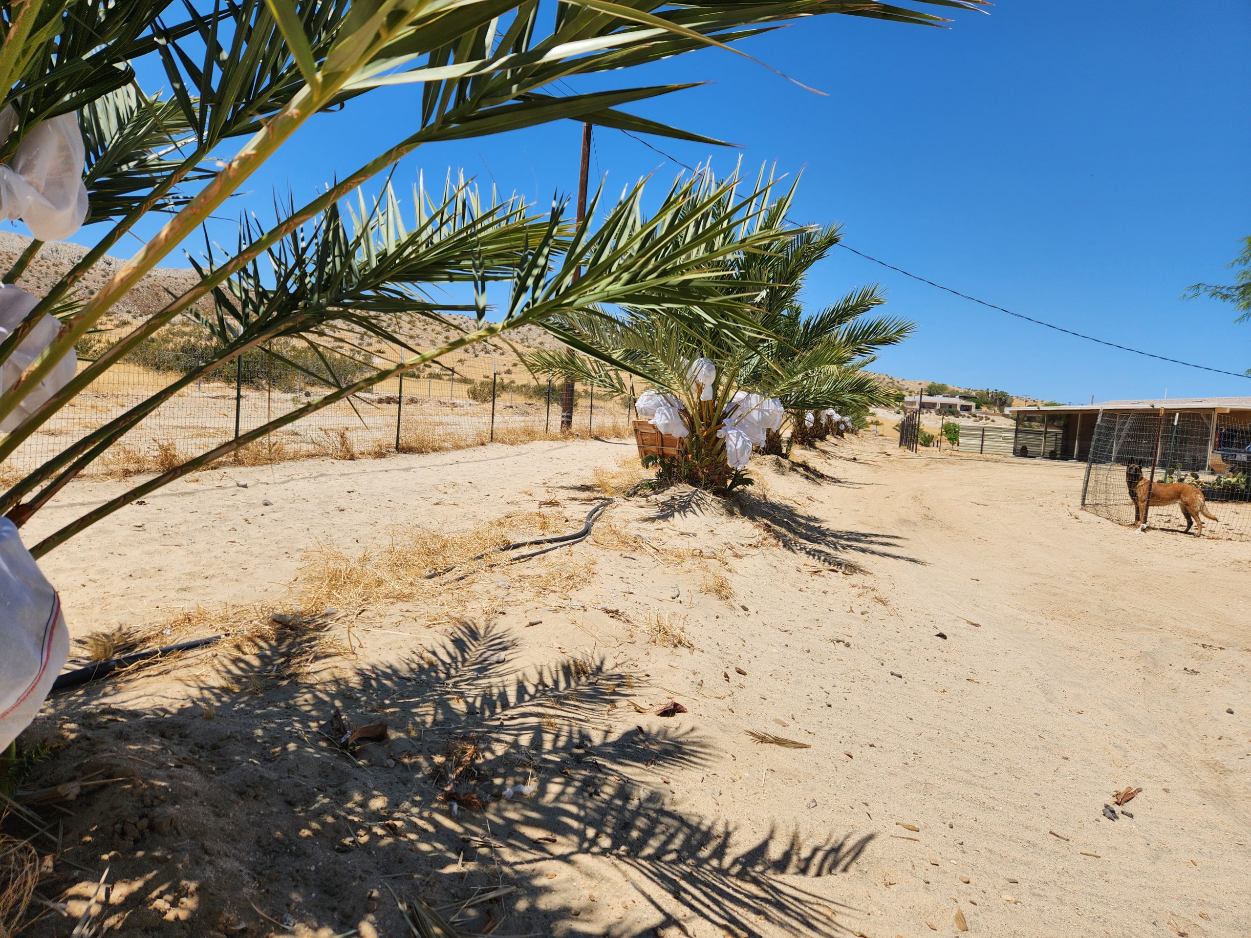 Date palm close-up California farm