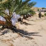 Coachella Valley date farm
