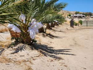 Medjool Dates Shipped to Anaheim, CA | Desert Sun Dates