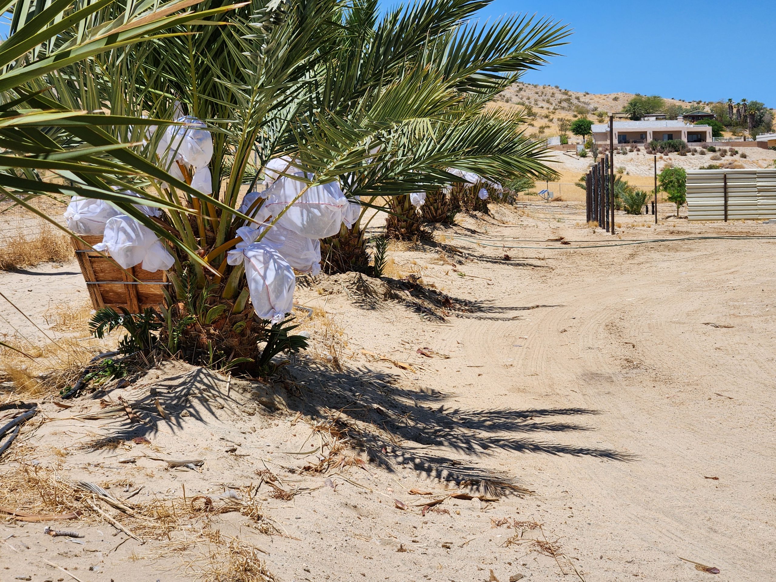 Coachella Valley date farm
