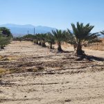 Date palm fronds Sky Valley farm