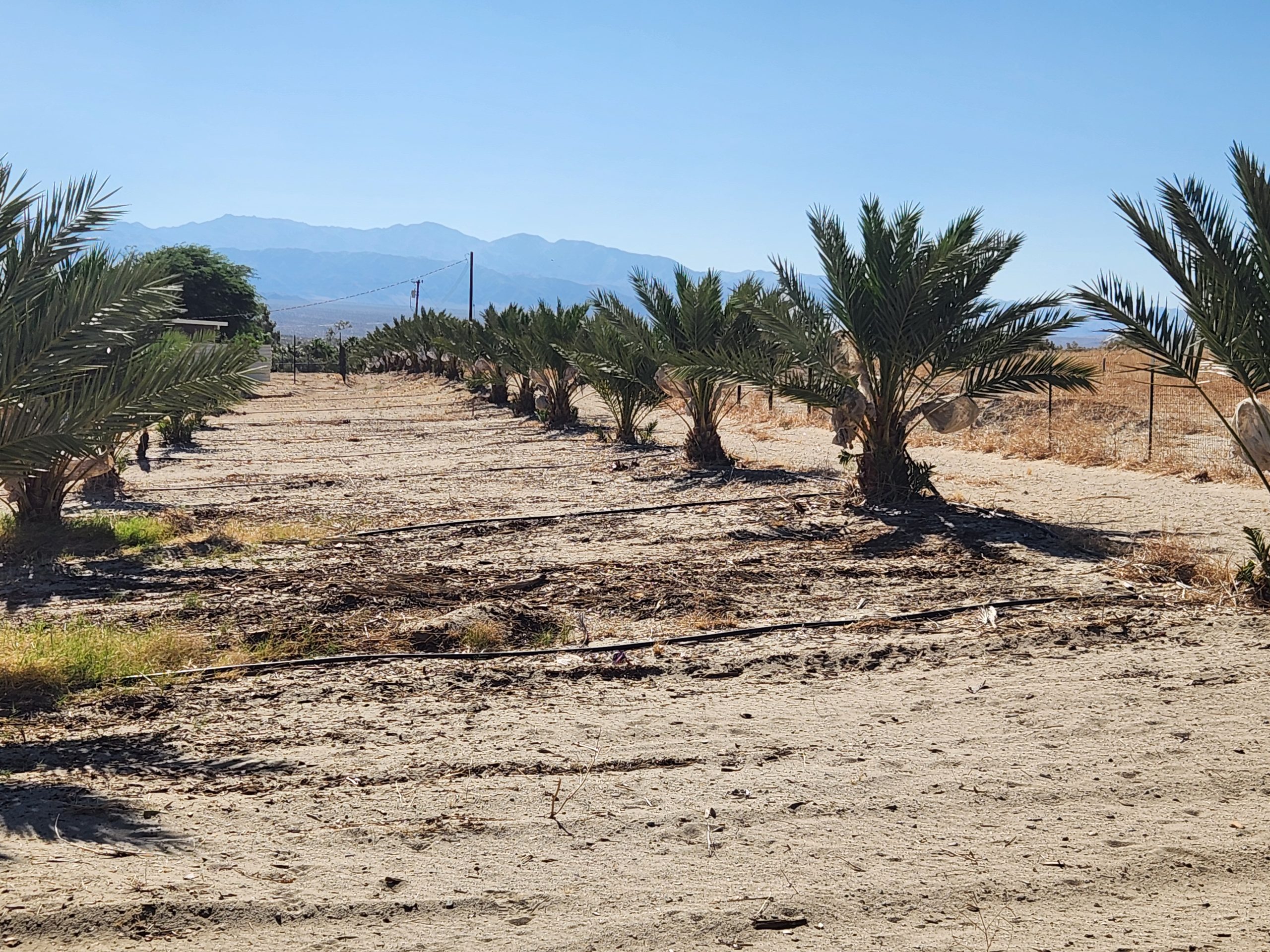 Date palm fronds Sky Valley farm